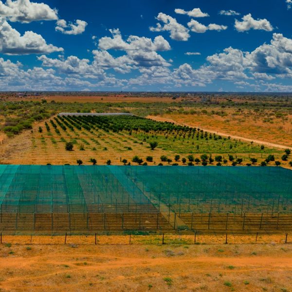 african agriculture aerial view of a vegetables greenhouse and plantation of orange trees