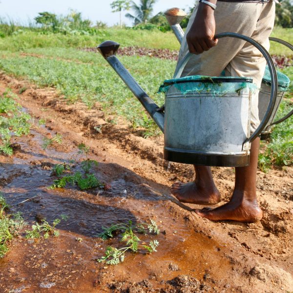 Farm watering . African agriculture.  Togo.