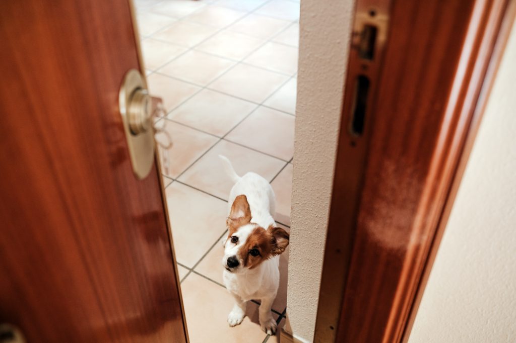 home door entrance with cute jack russell dog inside. Pets at home, welcome