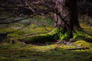 Fiby urskog april trädrot för webb