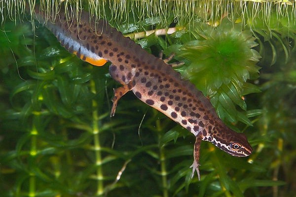 Lissotriton vulgaris – Kleine watersalamander | Website van de  Salamandervereniging