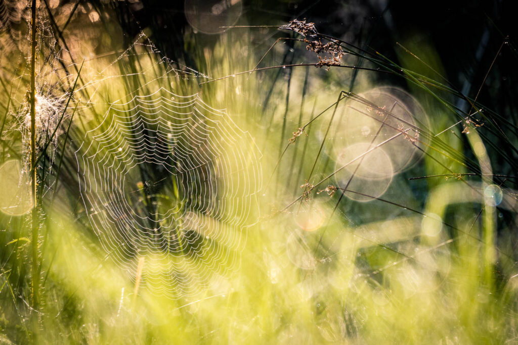 Spinnennetz im Morgentau