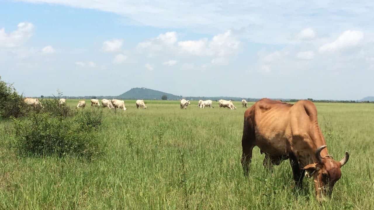 Cow Trading in Cambodia