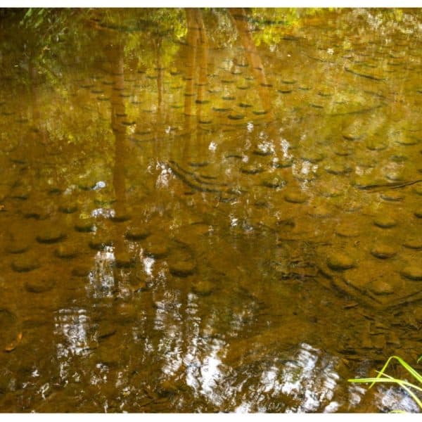 1000 Lingas Riverbed Kulen Mountain