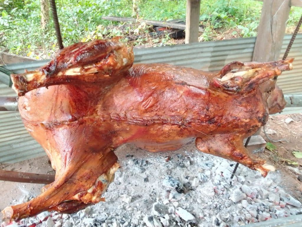 Roasted Cow full body camping