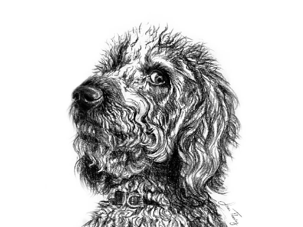 Charcoal Portrait of a shaggy Labradoodle dog called 'Bear' - Thumbnail