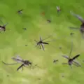 5 Surprising facts about Mosquitoes