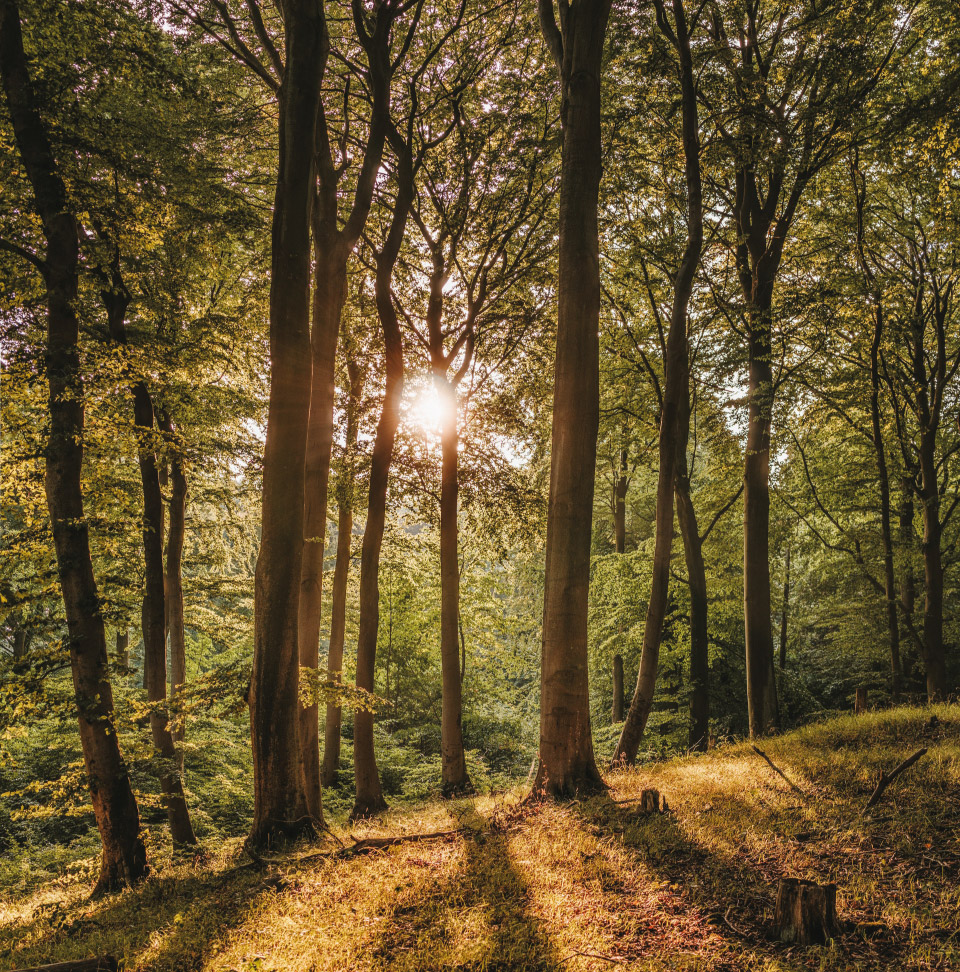 skog