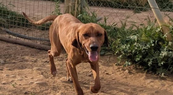 Scooby AC