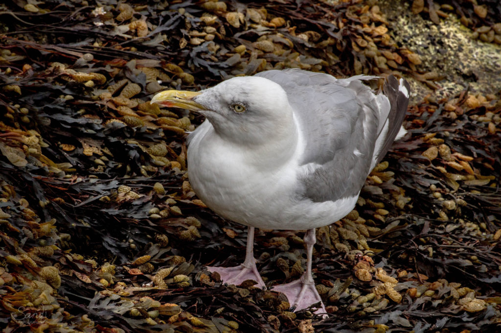 Sandi Photography, St Ives