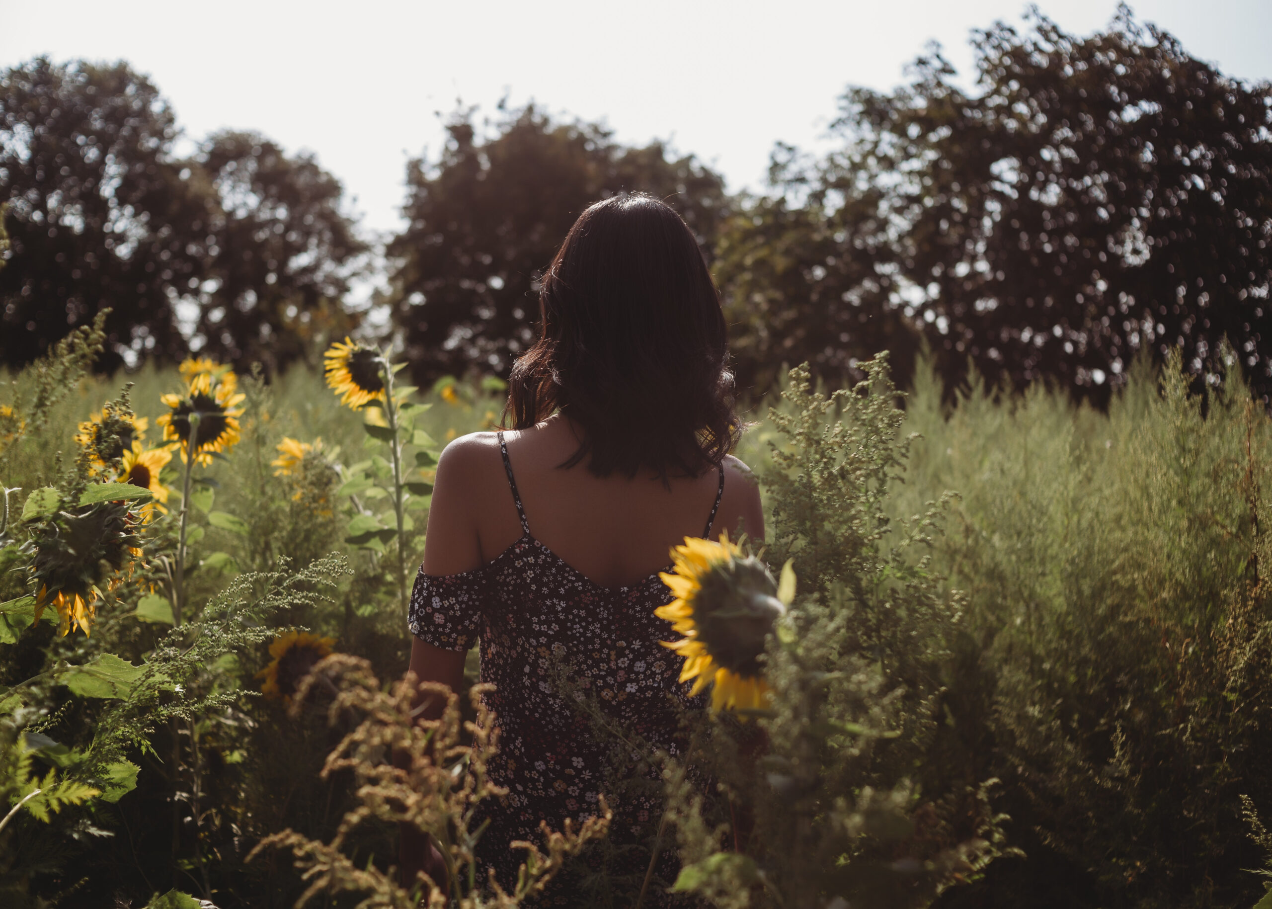 sunflower field boudoir photography Leicester