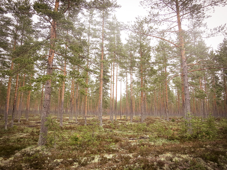 cykling tidernas väg skog