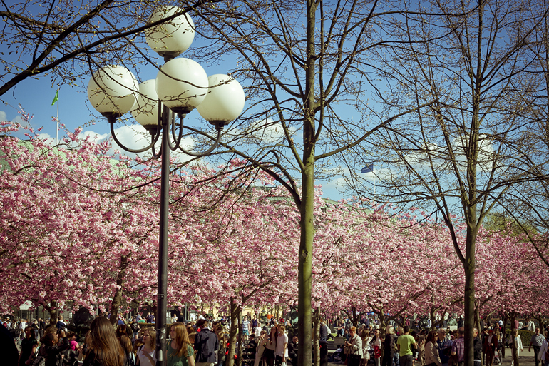 stockholm kungsträdgården 13