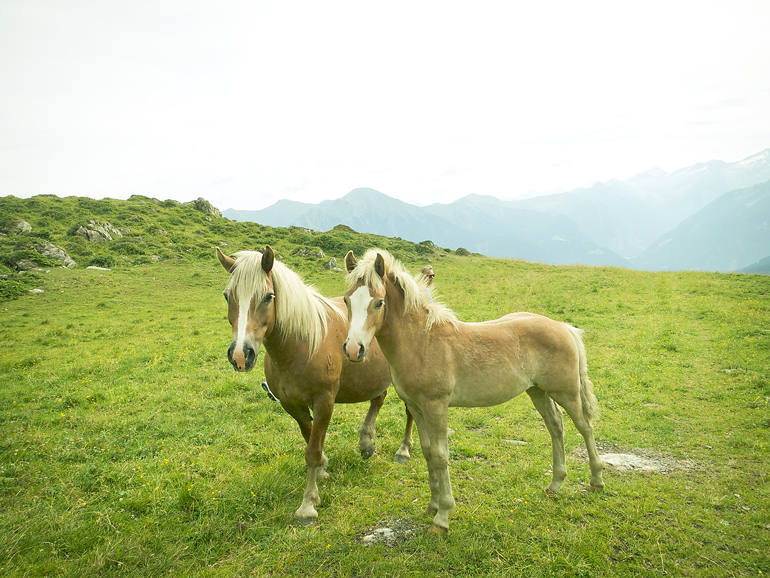 alperna alpresor badgastein 13