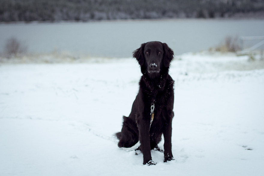 världens bästa hund