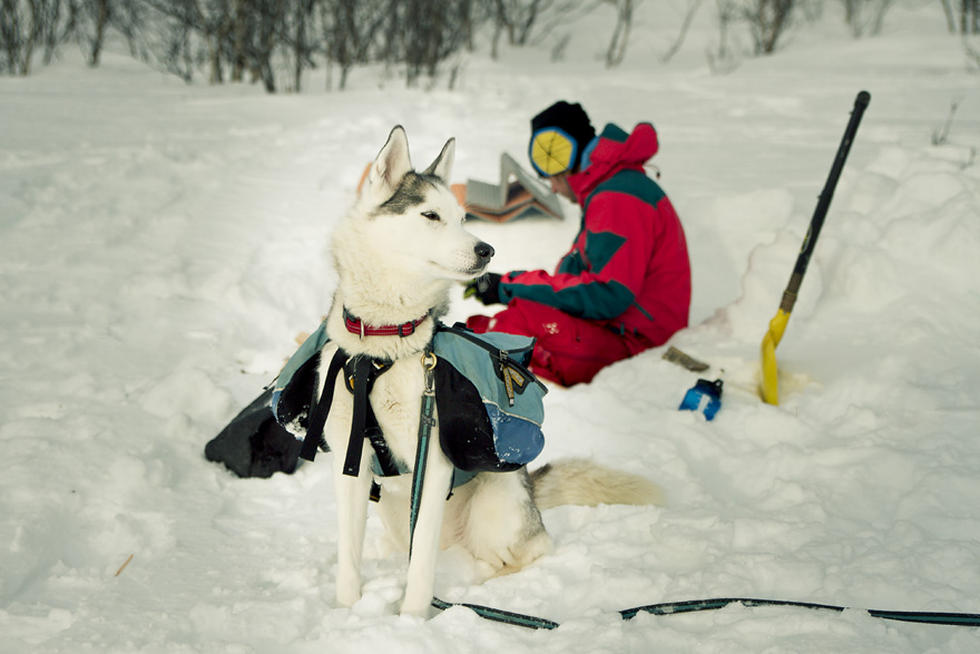 abisko snöskor fjäll vandring