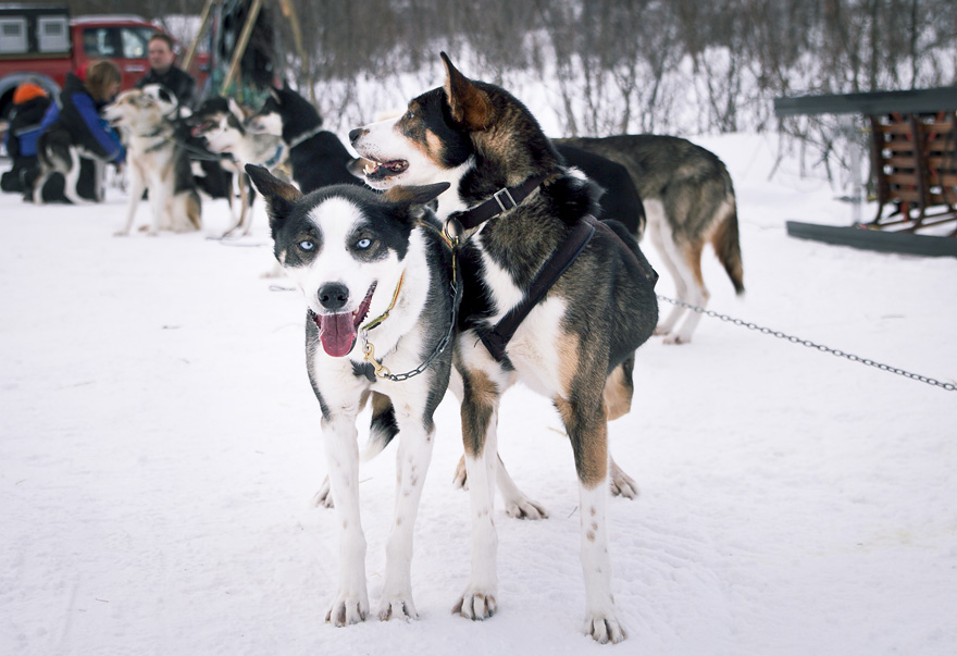 abisko dogsled träningsglädje traningsgladje.se