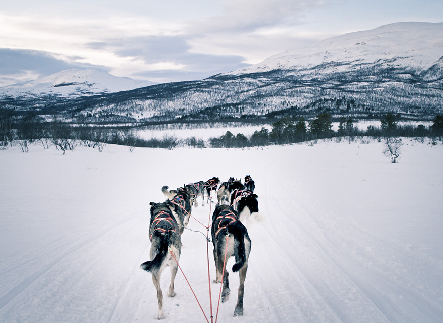 abisko dogsled träningsglädje traningsgladje.se