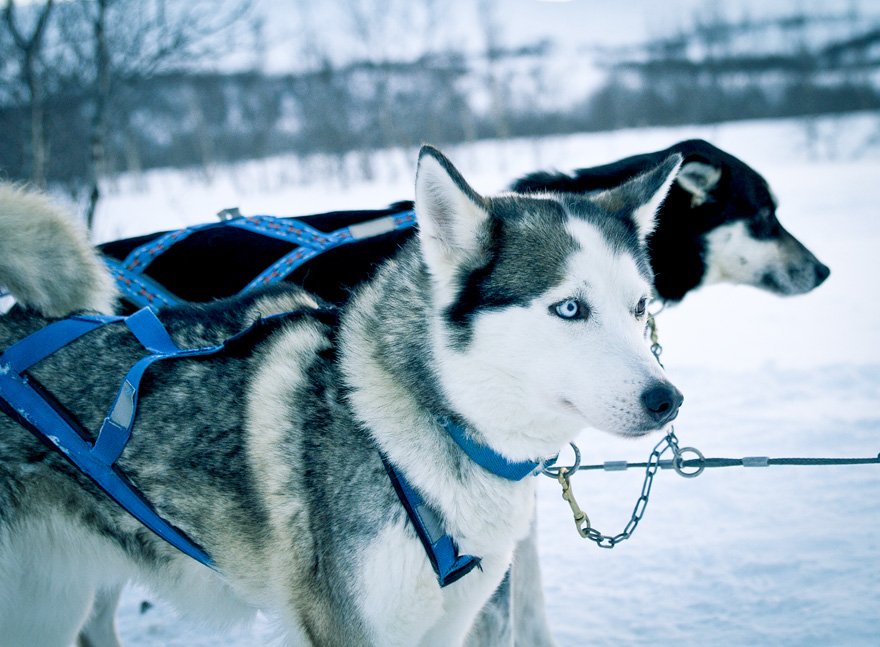 abisko dogsled träningsglädje traningsgladje.se