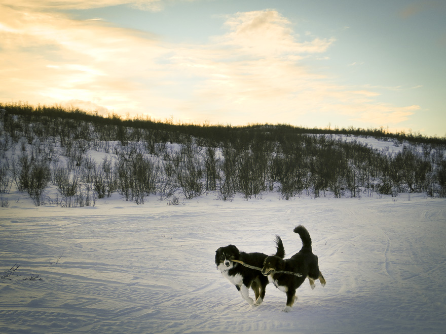 abisko löpning fjäll