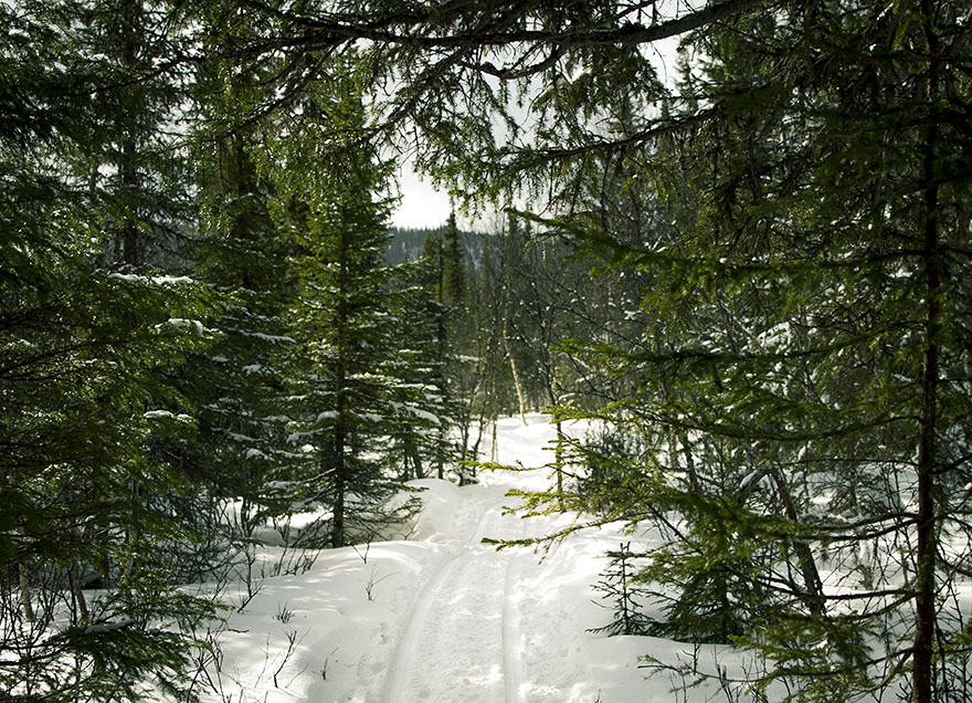 åre björnen