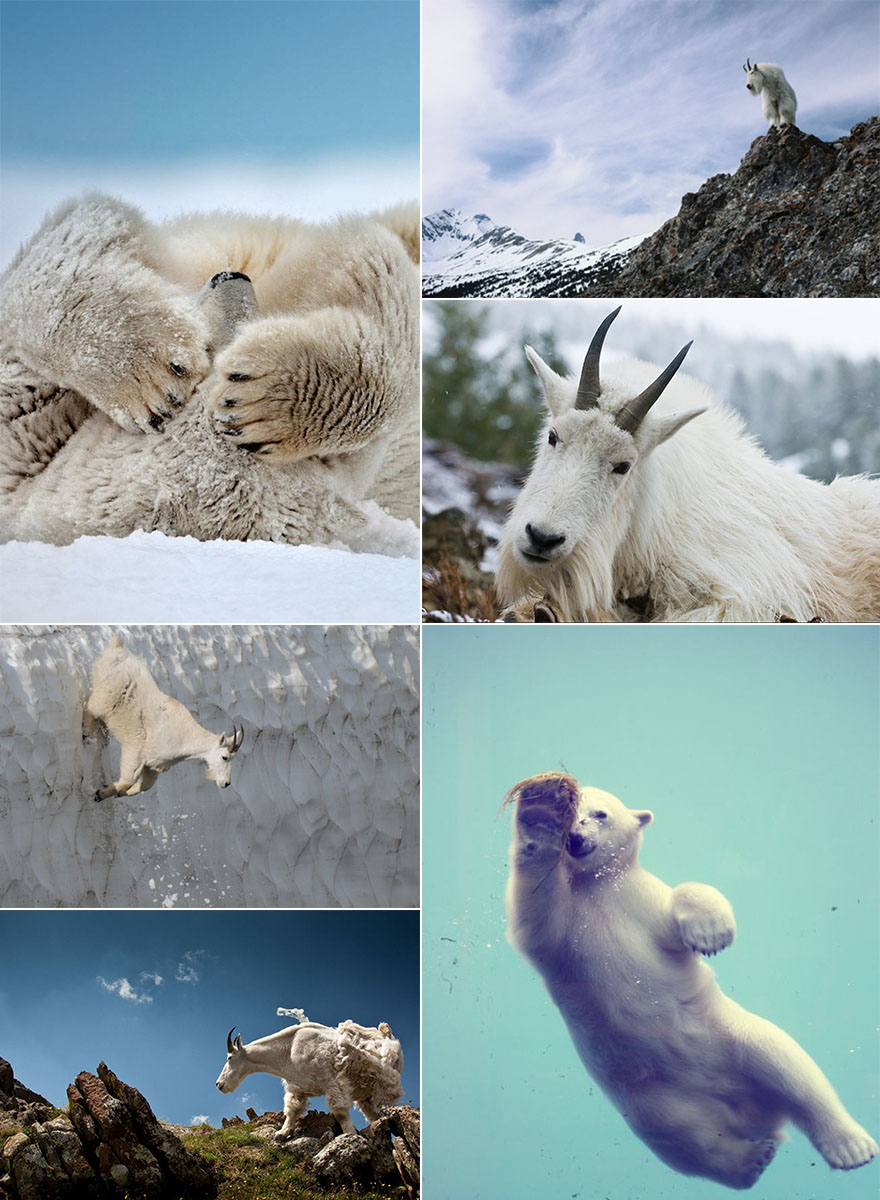 winter wildlife