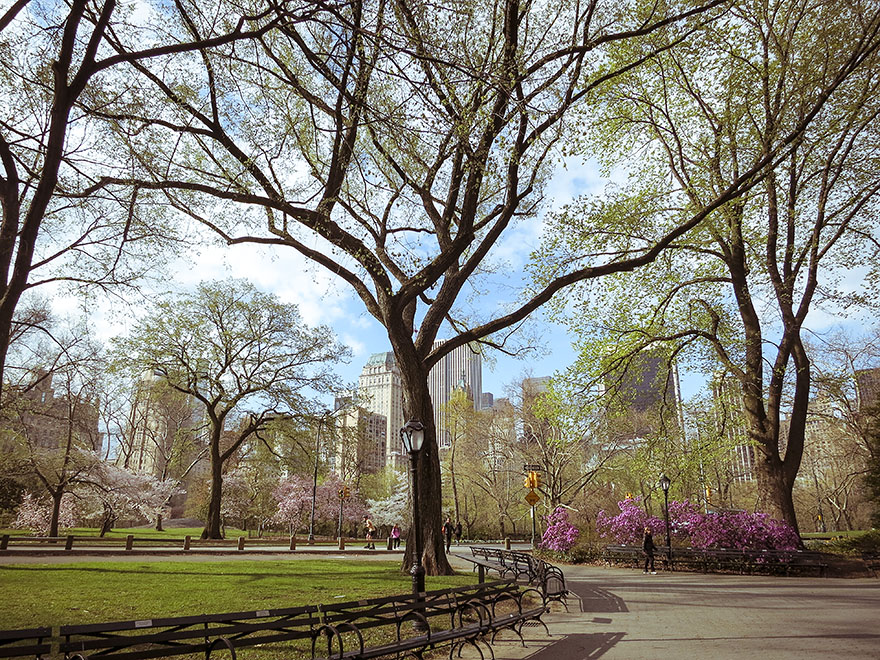 Löpning i Central Park