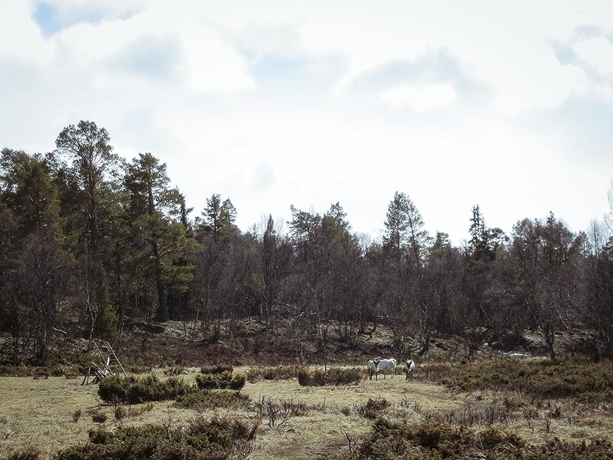 blanktjärnsrundan blanktjärnarna traningsgladje.se