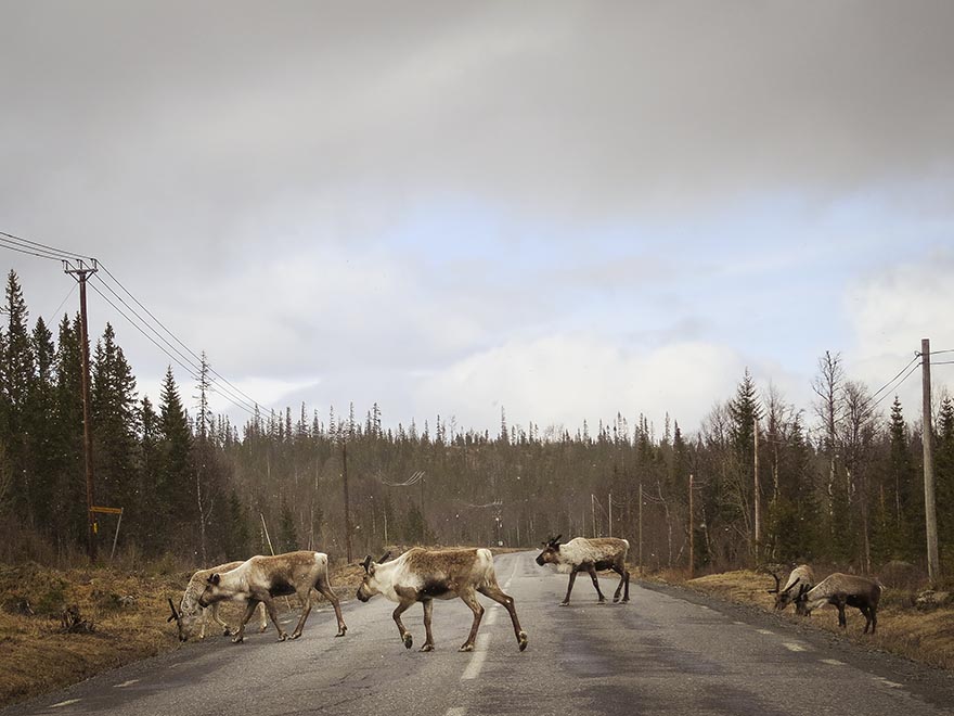 blanktjärnsrundan blanktjärnarna traningsgladje.se