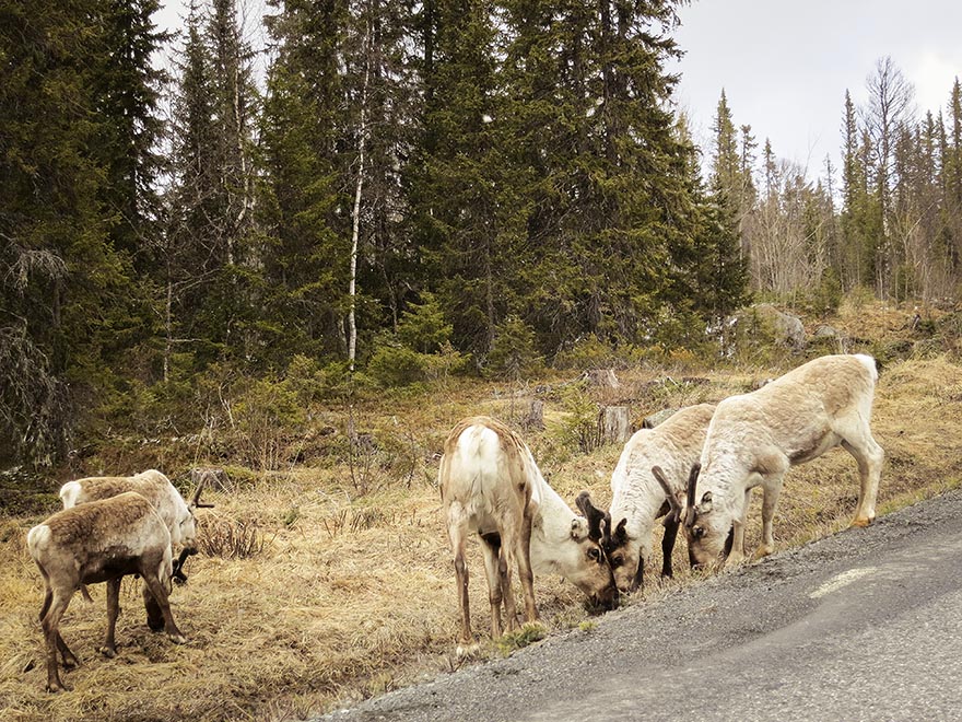 blanktjärnsrundan blanktjärnarna traningsgladje.se