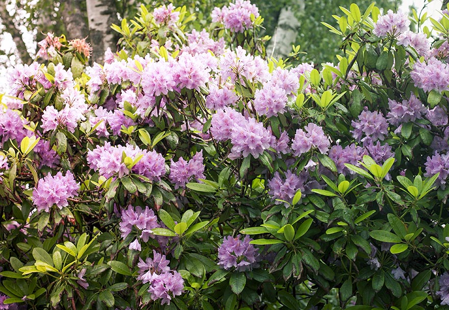 halmstad rhododhendron