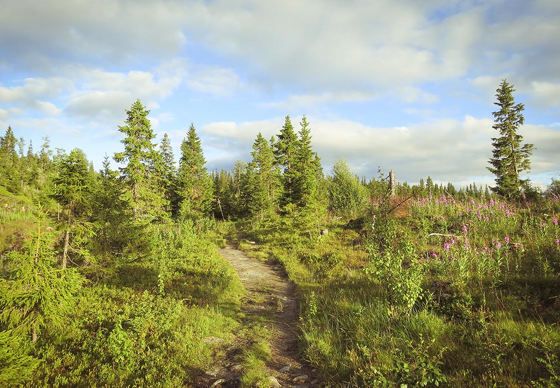 suljätten traningsgladje.se