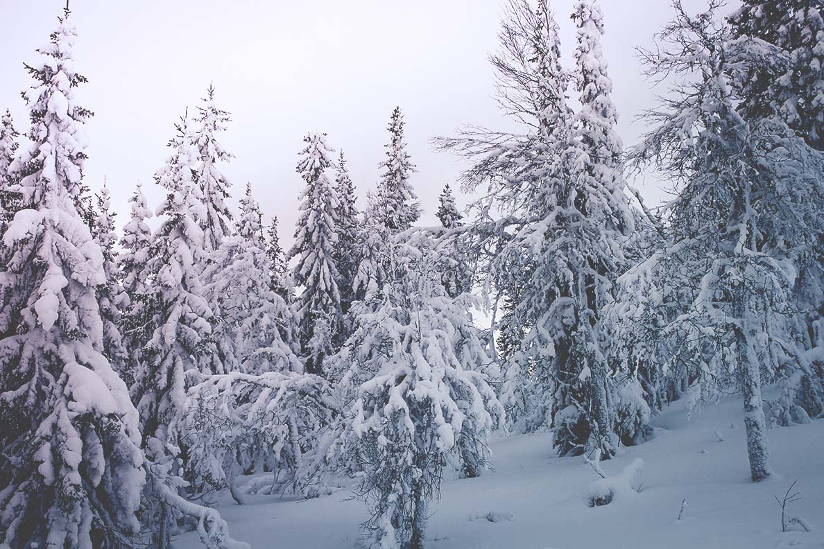 edsåsdalen åre fjällen IMG_7555