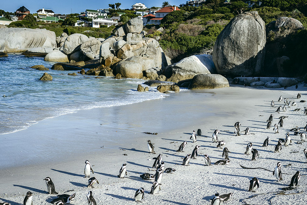 Cape town penguins Boulder's beach