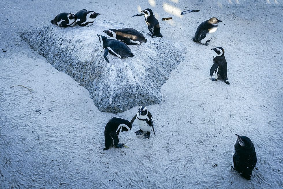 Cape town penguins Boulder's beach