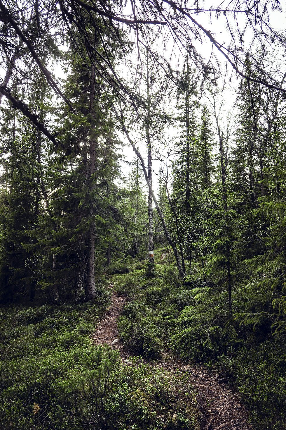 Kläpphögarna led i Ottsjö - bilder från traningsgldje.se