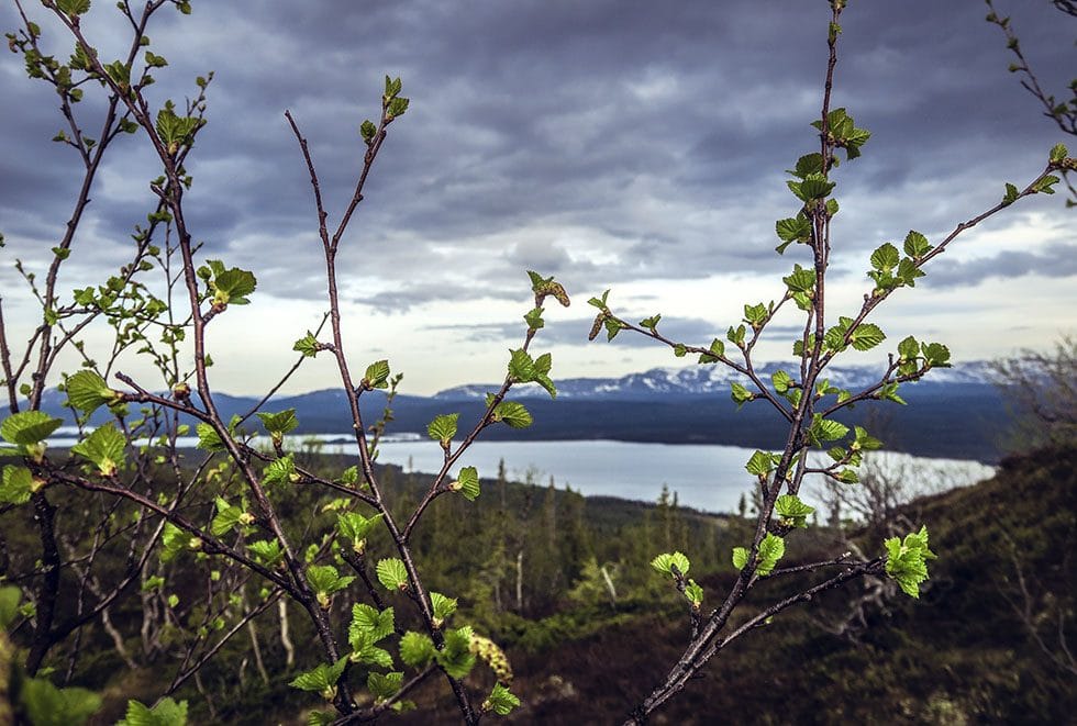 Kläpphögarna led i Ottsjö - bilder från traningsgldje.se