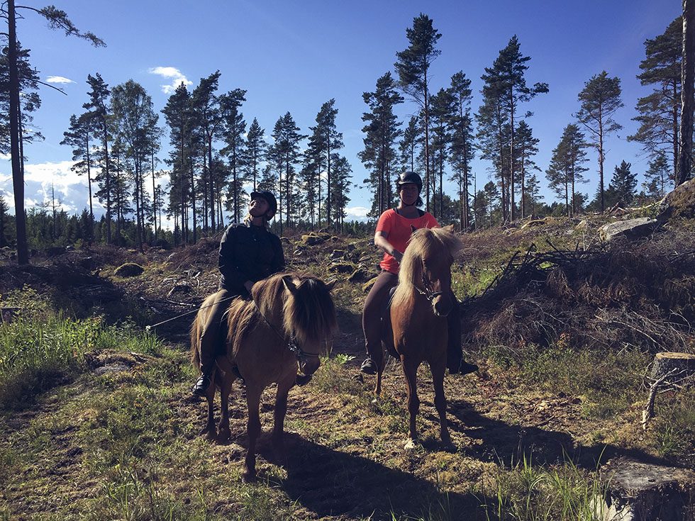 snäcksjöns islandshästar öregrund