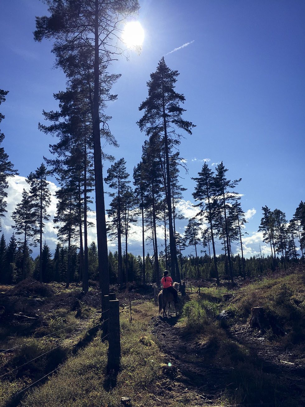 snäcksjöns islandshästar öregrund