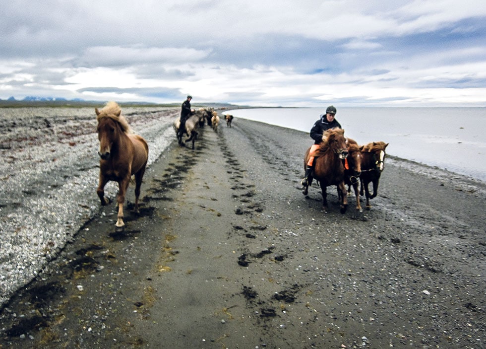 Islandshästar - ridning på Island