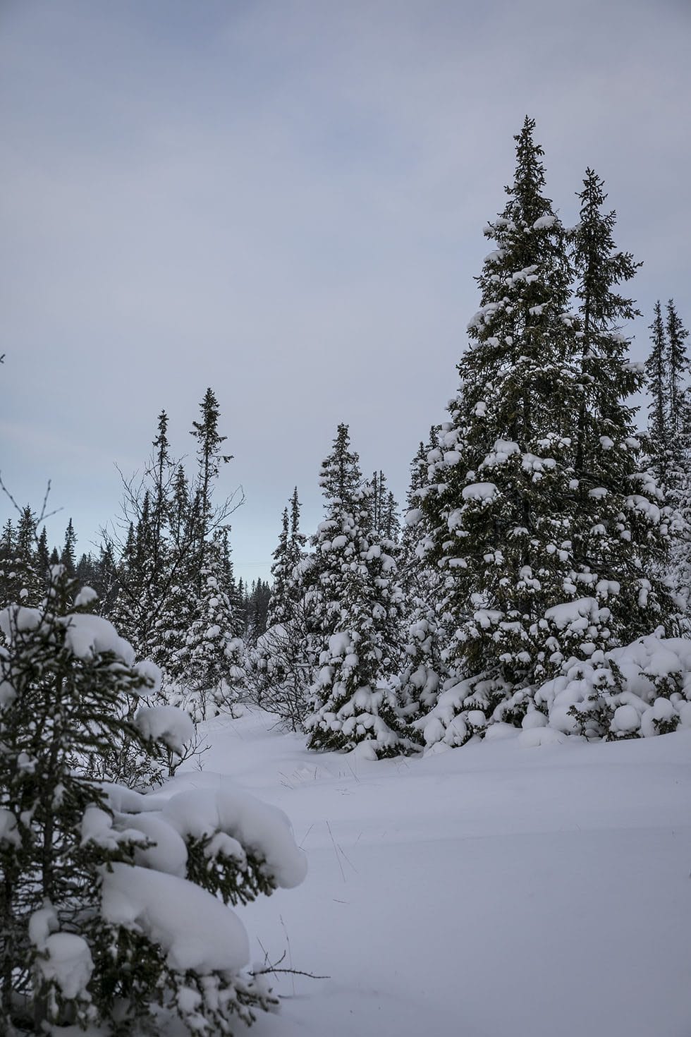 snö i Åre 5M0A3494