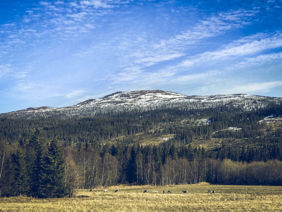 Renar i Åre