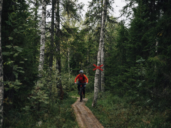 mtb-cykling i säfsen i fin skog med grön mossa