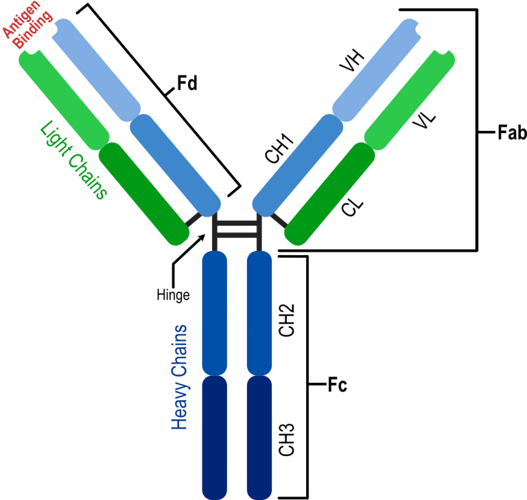 Annotated overall structure of an antibody mAB