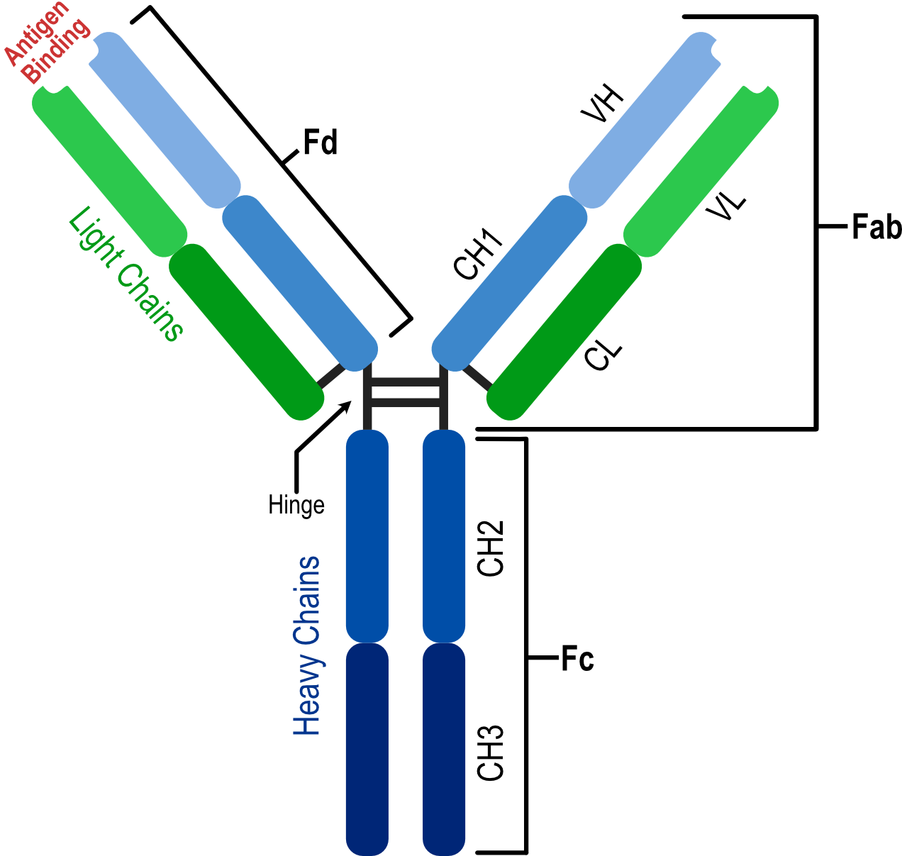 Annotated overall structure of an antibody mAB