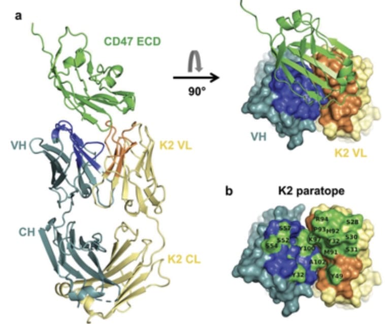 structure of light-chain driven bispecific antibodies 