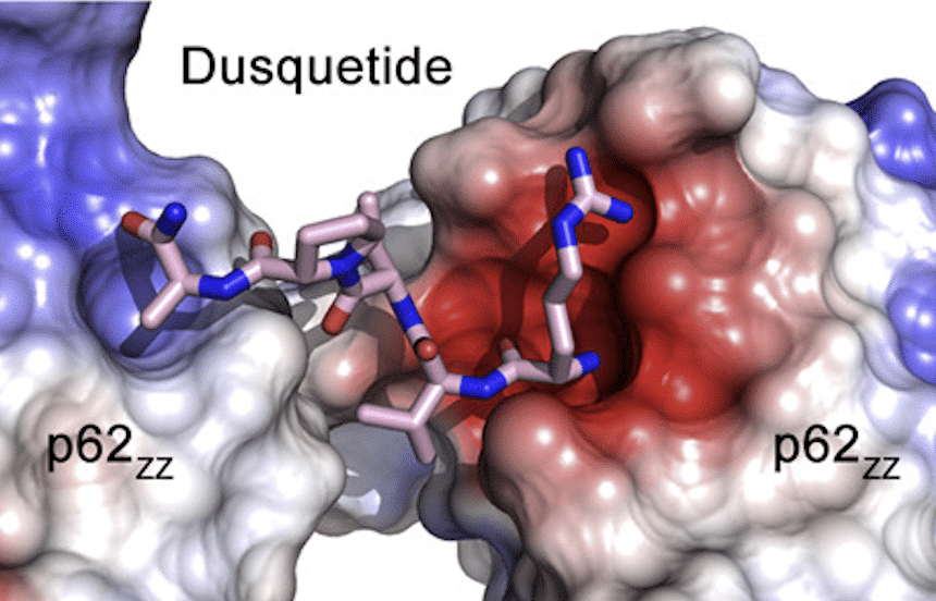 Dusquetide binding to p62.