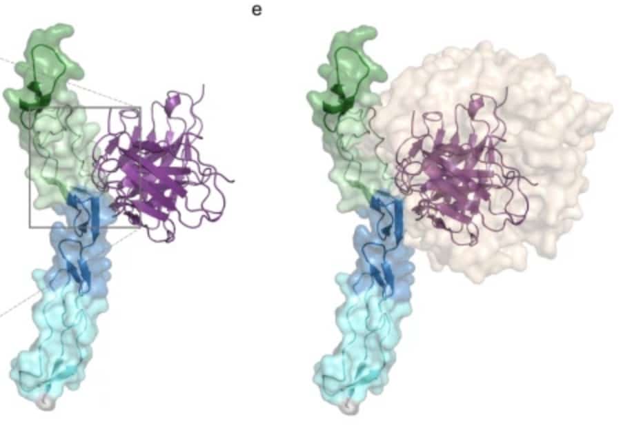 ATOR-1017 (evunzekibart), Fc-gamma receptor 