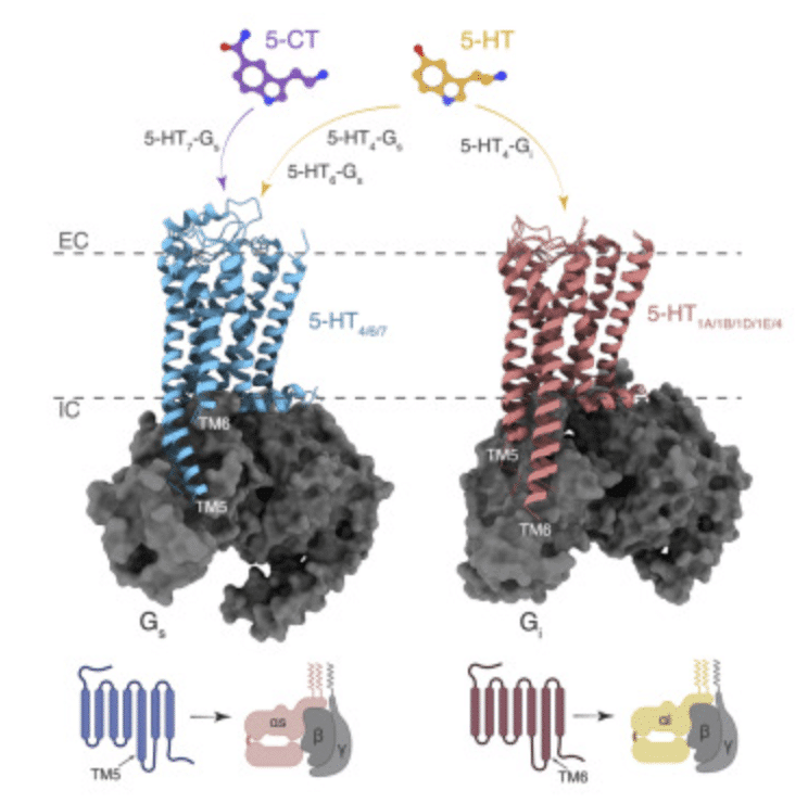 GPCRs steer Gi and Gs selectivity via TM5-TM6