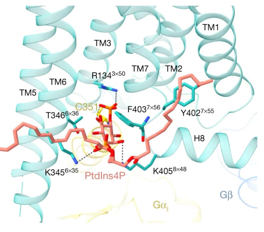  lipid and ligand regulation of serotonin receptors